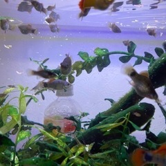 熱帯魚　ブルーミッキーマウス
