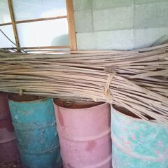 苗　育苗　竹のアーチ　材料