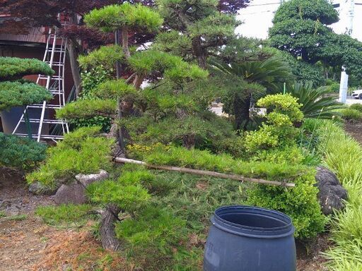 【庭木・植木】赤松　段作り　指し有り　6-1
