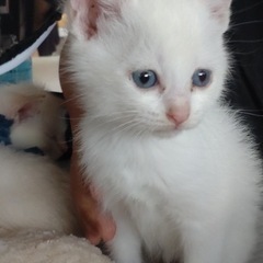 キトンブルーのお目々が可愛い白猫ちゃん💗