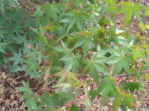 植木・庭木・紅葉】イロハモミジ段作り 6-1