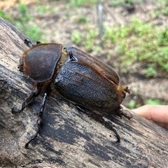 ヘラクレスオオカブトムシ　メス単品　少し羽パカ