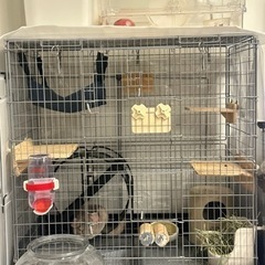 チンチラ飼育の中古が安い！激安で譲ります・無料であげます｜ジモティー