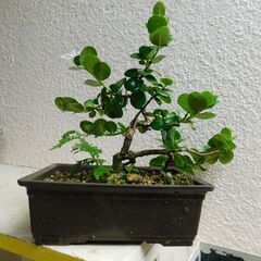カリッサの盆栽