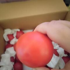 【新宿取引可能】熊本県産完熟トマト③ 超小玉１個～好きなだけ