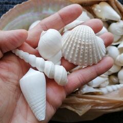 【無料】海外のお土産の貝殻
