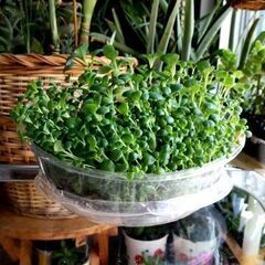<<NEW>>【多肉植物】カランコエ属のスプラウト量り売り（KL...