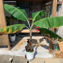 島バナナ苗木
