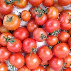 群馬県前橋市産中玉トマト　６００ｇおまけ付　無農薬　有機肥料　自然農