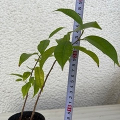 ベンジャミン　揷し木　観葉植物
