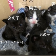 子猫ちゃんとお母さん猫ちゃん(子猫ちゃん6匹お話し中)