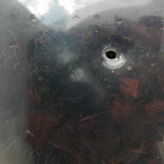 決まりました！オオクワガタ 