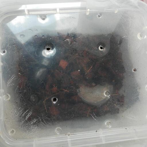決まりました！オオクワガタ