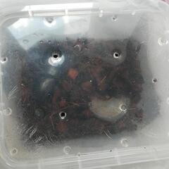 決まりました！オオクワガタ 