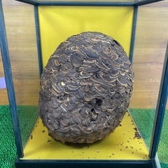スズメバチの巣　約30cm
