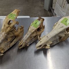 日本鹿角5本、日本猪の頭蓋骨2本セット