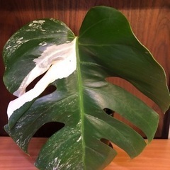 ☘ ̖́-Varigated Monstera Borsigan...