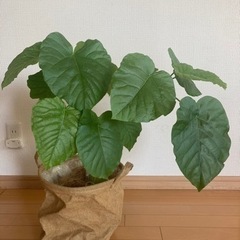 可愛い観葉植物　フィカス・ウンベラータ