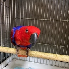 オオハナインコ