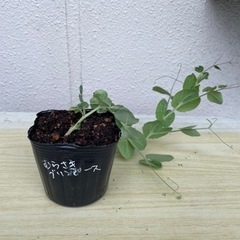 紫グリンピース苗珍しいえんどう豆の苗生活雑貨 家庭用品 ガーデニング