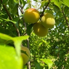 梅　野菜 果実