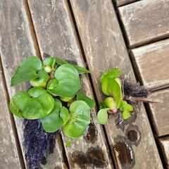 水生植物  浮草 ビオトープ  『ホテイ草』 