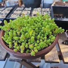 (お話し中)多肉植物オカタイトゴメ