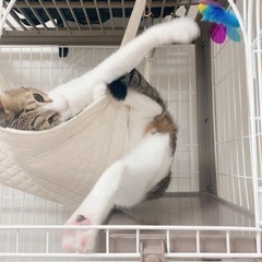  ［取引中］4段ペットケージ