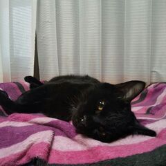 好奇心旺盛な10ヶ月の黒猫のオス