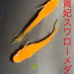 楊貴妃スワローメダカ　めだか　稚魚(１センチ未満) １０匹５００円