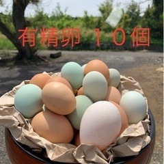 【ネット決済・配送可】平飼い 有精卵 １０個