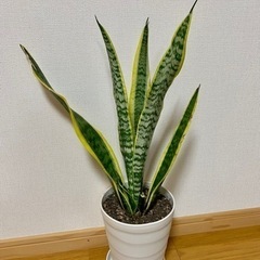 風水で人気のサンスベリア！60cm! 観葉植物②