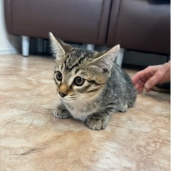 💦💦💨短足マンチカンみたいな子猫💨💨