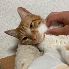 保護猫にゃんずです。里親様募集中🐈