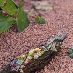 多肉植物の寄せ植え