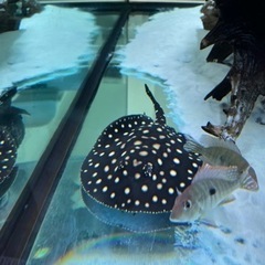 ブラックダイアモンド淡水エイ ♀ 引き取りのみ