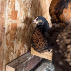 アローカナ　ミックス　オス2ヶ月（メス）　鶏