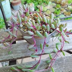 ルビーネックレス ポットごと 多肉植物