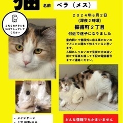 猫ちゃん探してます