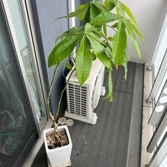 観葉植物　パキラ(120cmぐらい)