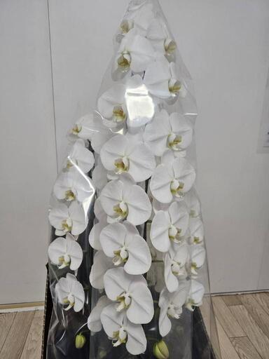 本日購入のご連絡が無ければ取消します　３万円相当　胡蝶蘭　6/2に頂きました