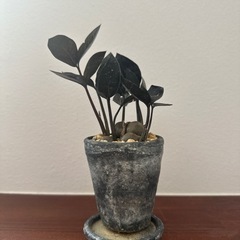 ザミオクルカス・レイヴン　観葉植物