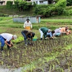 田植え体験～自然農の米作り～