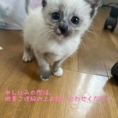 中長毛〜長毛　子猫　1.5ヶ月齢