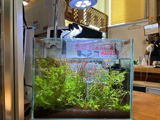 【愛品館八千代店】メダカとエビの水草水槽（生体、水草、水槽、フィルター、ライト）　アクアリウム