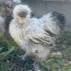 アメリカンシルキー 烏骨鶏 ウコッケイ 生後３ヶ月半 オス2羽