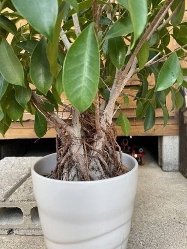 ☆ガジュマル☆観葉植物☆ラッキーアイテム☆