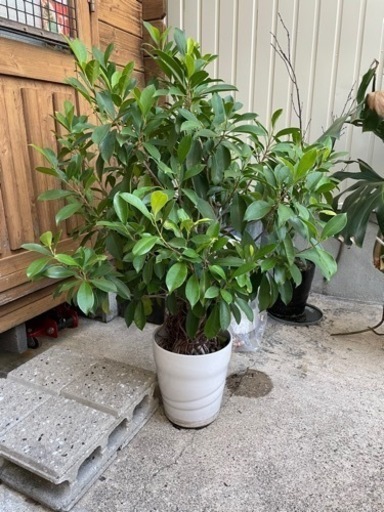 ★ガジュマル★観葉植物★ラッキーアイテム★