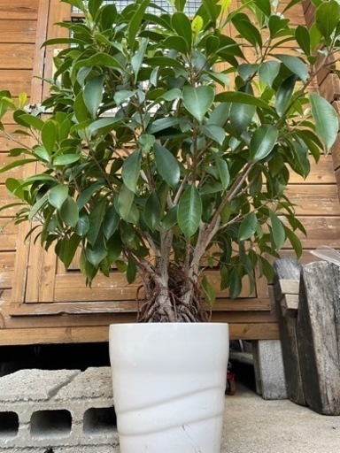 ☆ガジュマル☆観葉植物☆ラッキーアイテム☆ 手のひらサイズの 