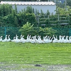 健康なガチョウの卵40個。食用です。